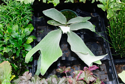 platycerium shield fern companion traveling veitchii ferns plants